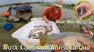 Bẫy Chim Chào Mào Má Trắng Và Bố Thả Lưới Được Nhiều Cá Quá  /Nhân Tạ Mốt by Nhân Tạ Mốt 23,796 views 3 weeks ago 16 minutes