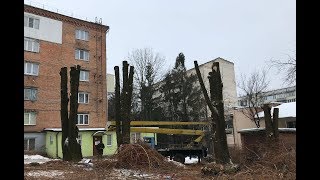 Незаконна вирізка дерев у м.Хмельницькому, чи це є норма ?