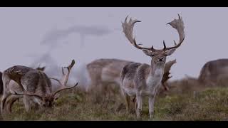 Petworth Park Deer January 2024