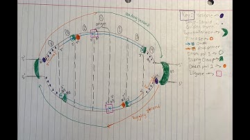 Video 1: The replication bubble