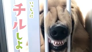変わった表情でリラックス中のワンコ💕|PECO