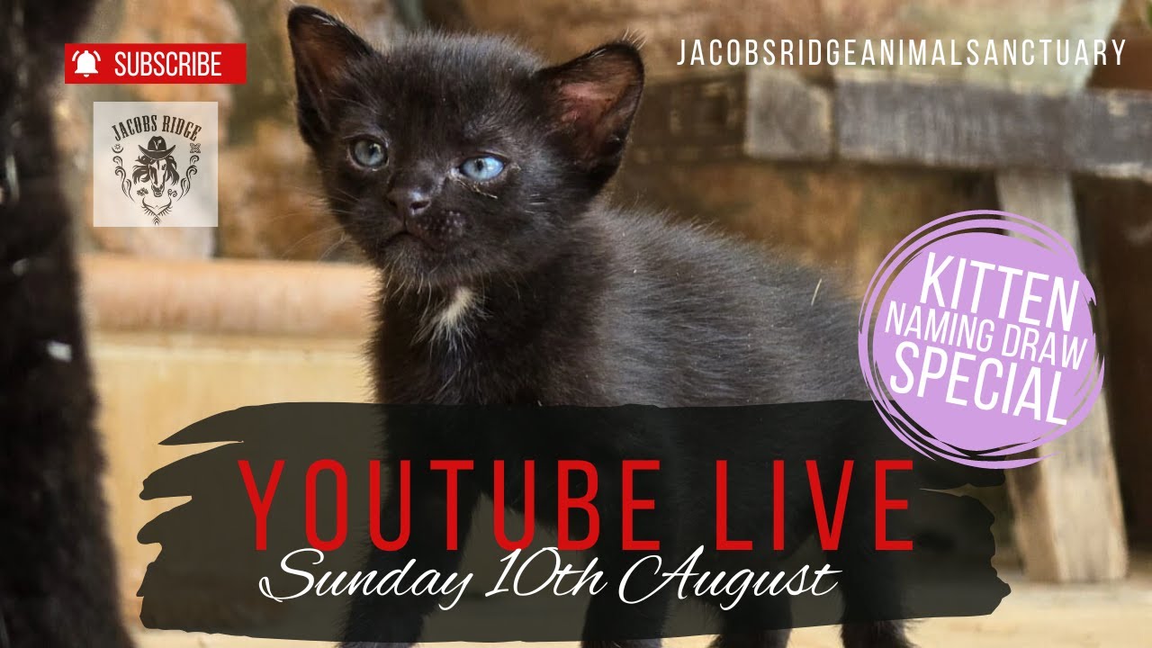 Sunday Night Live, August 11th 2024 - YouTube