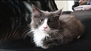 MON BÉBÉ MAINE COON ! PRÉSENTATION