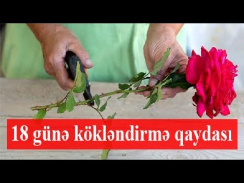 Video: Qızılgül ləçəkləri ilə potpuri edə bilərsiniz?