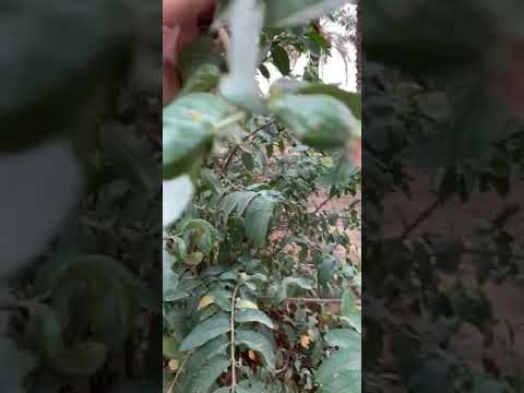 شاهد ثمار الجوافة وأهمية متابعة المزارع لمزرعته ليعرف هل تحتاج فعلا أن تتبع كل ما ينشر من معلومات