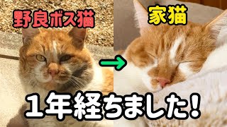 祝㊗元野良ボス猫デブが家猫になって年経ちました