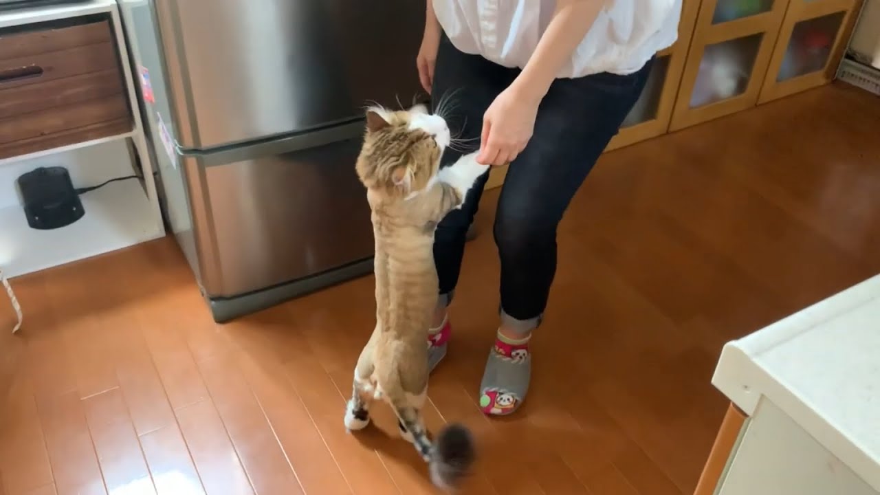 お母さんに甘える猫の様子が超かわいい A Super Cute Kitten Begging For Mom S Attention Youtube