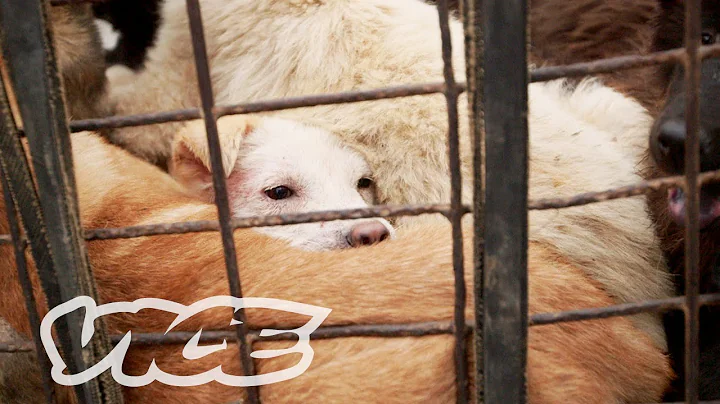 Dining on Dogs in China: Dog Days of Yulin (Part 2/2) - DayDayNews