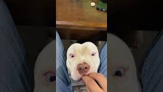 Dog Engages In Playful Behavior Of Eating Imaginary Food