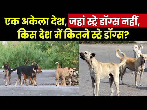 Country Without Stray Dogs । इस देश में ‘स्ट्रे डॉग’ नहीं मिलेंगे, भारत में कुत्तों की भरमार