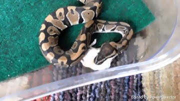 First time feeding my Ball Python a live mouse