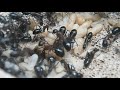 #Camponotus barbaricus