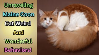 20 utterly bizarre and endearing behaviors Maine Coon Cats!