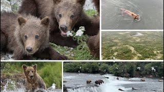 Brooks Falls, Katmai National Park, Alaska. July 2022. Bears!