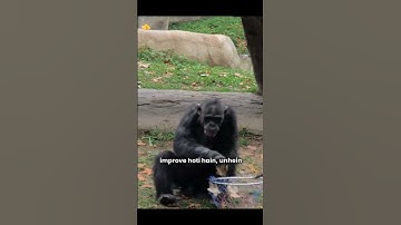 🐒😱 Monkeys Are Smarter Than You Think! // @FactsWithBNS