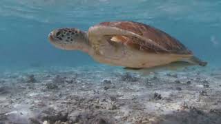 Schildkröte am Biyadhoo Island Resort Malediven. Turtle Maldives Resimi