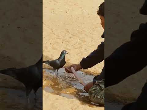 حمامة من شدة العطش تشرب الماء من يد رجل 