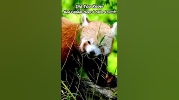 Did You Know This Red Panda Fact? #funfacts #redpanda #cuteanimals
