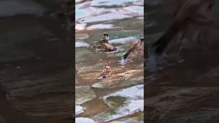 Guriya Bird ले रही है मज़ेदार बाथ! 🥰 Cute Bird Bathing