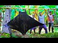 120 KG MONSTER DARK BAT MANTA RAY FISH BIRYANI | CUTTING and Cooking Giant  fish | Village Gf