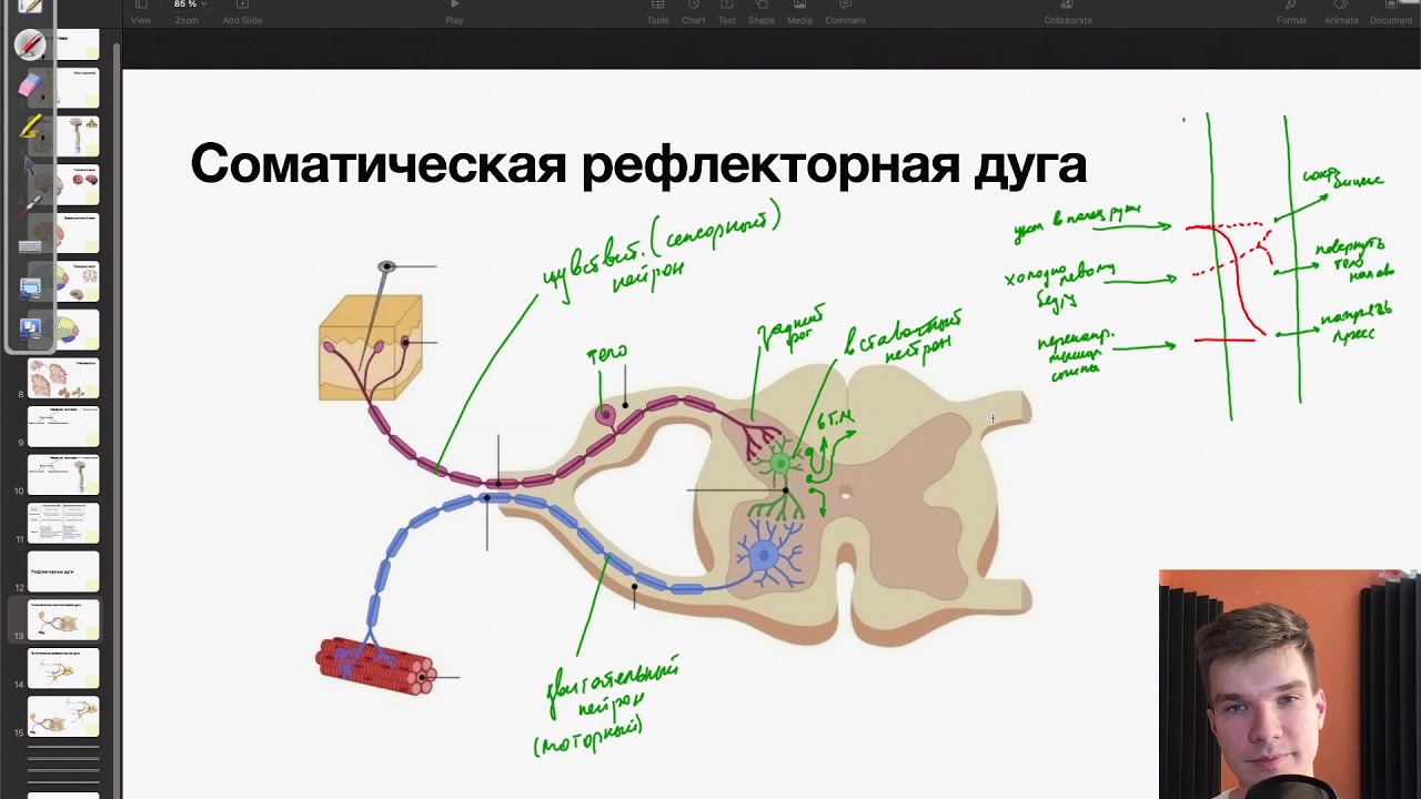 Соматическая рефлекторная дуга | Биология ЕГЭ - YouTube
