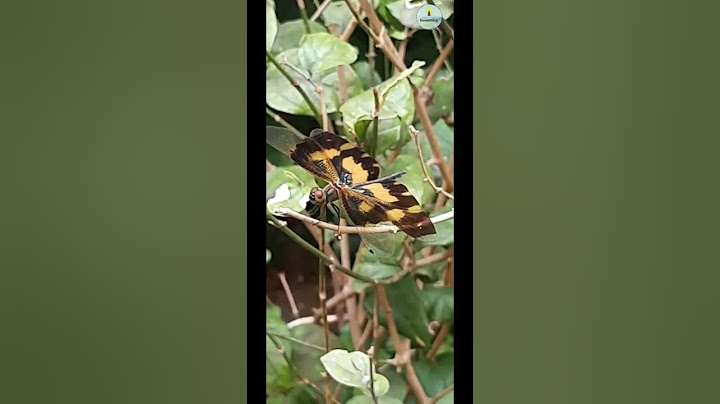 🤯New species found in backyard | dragon fly × butterfly| Dragon fly cross breeding | mouse looping.
