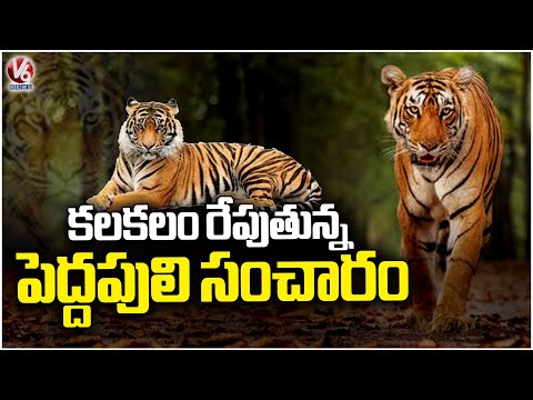 Leopard Spoted In Kumuram Bheem Asifabad | V6 News - V6NEWSTELUGU