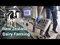 New zealand dairy farming milking process  filmed in 4k