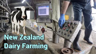 New Zealand Dairy Farming, Milking Process - Filmed in 4K
