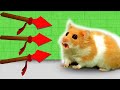 Hamster Adventure 5 level Pyramid Snake Maze in Hamster Stories