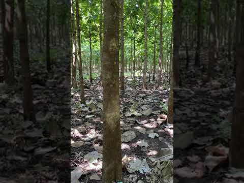 Video: Damos Forma A Las Grosellas Con Un árbol