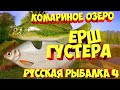 русская рыбалка 4 - Ёрш Густера озеро Комариное - рр4 фарм Алексей Майоров russian fishing 4