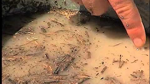 Scouting for the Rice Water Weevil