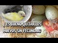 ¿ES BUENO QUITAR LOS HUEVOS SIN FECUNDAR A NUESTROS PAJAROS?