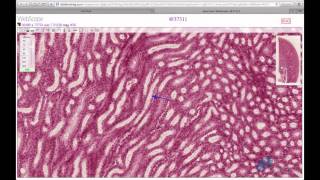 Histology Helper - Urinary System Histology