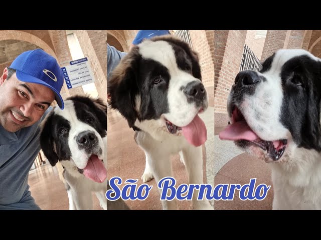 CACHORRO DA RAÇA SÃO BERNARDO  Cães da raça do Beethoven 