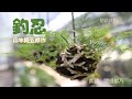 朗読日和　「釣忍」　山本周五郎作　朗読　関根郁乃