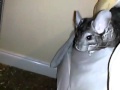 Chinchilla peekaboo