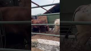 Sapi Potong, Persiapan Idul Fitri 2023/1444 Resimi