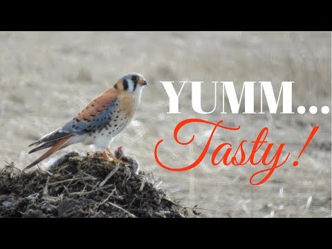 Male American Kestrel Eating Prey ☼ Lower Klamath National Wildlife Refuge ☼ Smallest Falcon Video