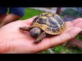 Schildkröte gefunden | Kleine Schildkröte auf großer Reise | Griechische Landschildkröte