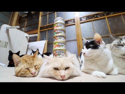 もふもふモンプチタワー　220410