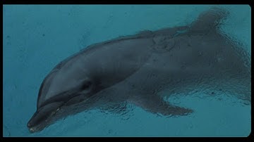 『ドルフィンブルー フジ、もういちど宙へ』予告編