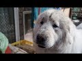 お出かけ30分前に穴掘りをしてしまったルンルンです　Great Pyrenees グレートピレニーズ