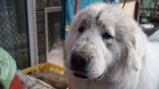 お出かけ30分前に穴掘りをしてしまったルンルンです　Great Pyrenees グレートピレニーズ