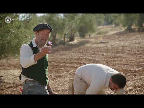 Video: Bijzondere bloemen: saffraan (krokus)