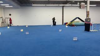 Cooper - AKC Virtual Rally -Intermediate Course 1
