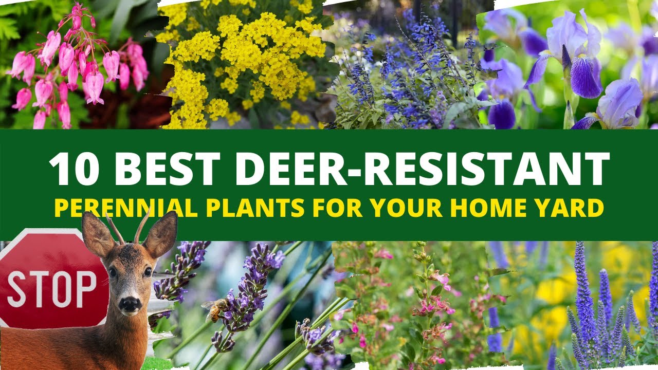 10 Best Deer Resistant Perennial Plants For Your Home Yard 🌻 Perennial ...