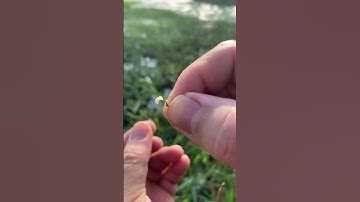 Móc mồi câu cá sặc #chillout