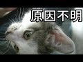 田んぼで拾った猫を育てる⑦